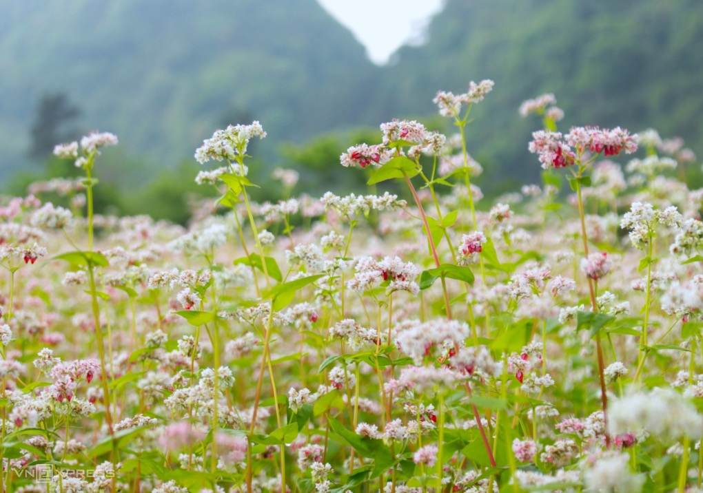 FLOWERS TRIANGULAR CIRCUIT ON THE STONE HIGHLANDS