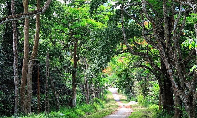 Cuc Phuong – Northern Vietnam National Park Unveils Enchanting Night Tour