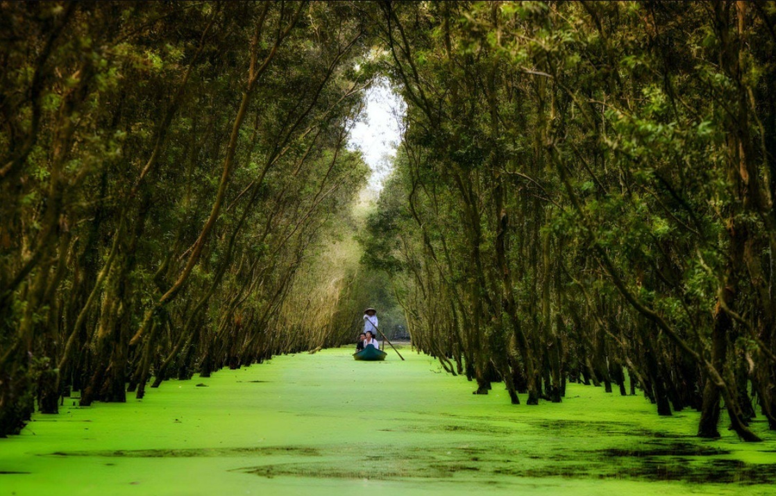Exploring Tra Su cajuput forest: Vietnam wonderland of nature. Exploring Tra Su cajuput forest: Vietnam wonderland of nature.